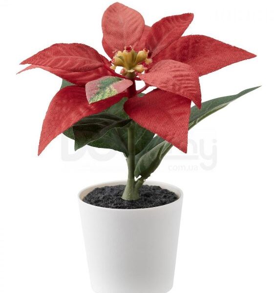 FEJKA PLANT RED